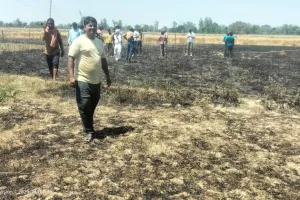 बिजली की शॉर्ट सर्किट से तीन बीघा गेहूं की फसल राख