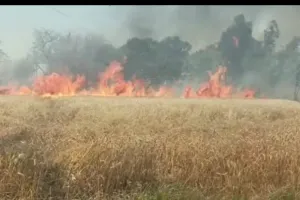 बिजली विभाग की लापरवाही से 15 बीघा गेहूं की फ़सल जलकर हुई राख 