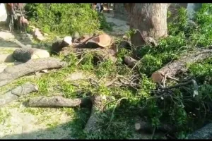 लिस व वन विभाग की मिलीभगत से चल रहा हरियाली पर आरा