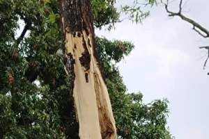 कुशीनगर : आकाशीय बिजली की धमाका से हिल गई धरती सहम उठे लोग