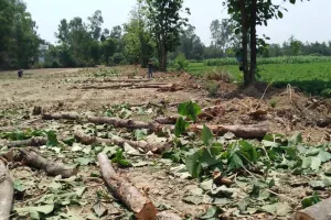 ग्राम पंचायत गनेशपुर, थाना रामपुर कलां में मिली भगत से कट रहे शागौन के पेड़