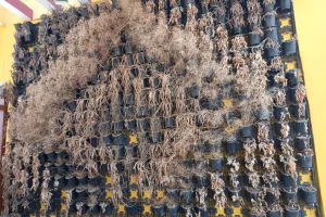 नगर पालिका प्रशासन ने किया सैकड़ों पेड़ों की हत्या, घोर लापरवाही की वजह से सेल्फी प्वाइंट के सैकड़ों पेड़ गये सूख 