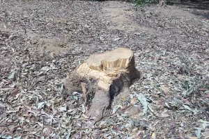 बेशकीमती सैकड़ों पेड़ गायब हल्का लेखपाल सहित जिम्मेदार अधिकारी बेखबर