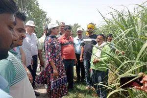 अम्बेडकरनगर : गन्ने की नई किस्म की लहराती फसल को देखकर मिल मालकिन व अधिकारियों के  खिल उठे चेहरे