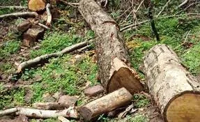 महिला वन रक्षक कर्मचारी से नहीं संभलता क्षेत्र का चार्ज 