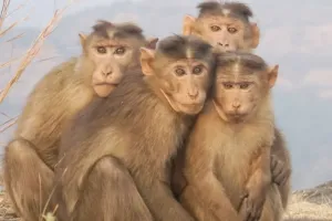 स्थानीय निकाय के जिम्मे है बन्दर पकड़वाना और जंगल में छोड़ना 