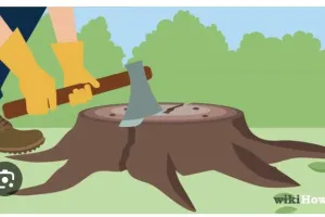 वन माफिया द्वारा काटे गए प्रतिबंधित पेड़ों की जांच करने पहुंची महिला वनरक्षक की आंखों पर लगा नोटों का काला चश्मा नहीं दिखाई दे रहे कटे हुए पेड़ों के अवशेष ठूठ