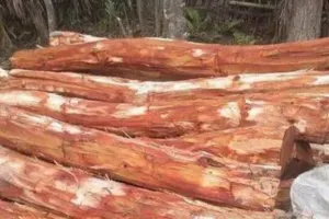  डीएफओ ने मारा छापा, 36 बोटा कत्थे की लकड़ी को किया सीज 