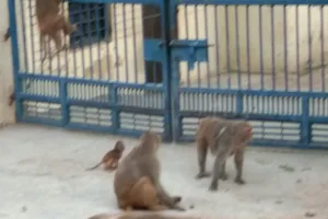 त्रिवेणी नगर मोहल्ले में बंदरों का आतंक , लोग परेशान