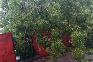 दो दिनों पूर्व हुए प्रतिबंधित नीम के पेड़ों की कटान को लेकर नहीं हुई कार्यवाही