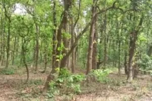 पीलीभीत में लगाए जाएंगे 38.52 लाख पौधे, शासन ने दिया अब तक का सबसे बड़ा लक्ष्य