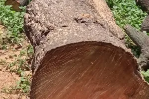 ठेकेदारों की कठपुतली बना पुलिस एवं वन विभाग