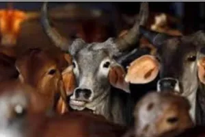 गौ क्रूरता मामले में बड़ी कार्यवाही।घूरपुर थानाध्यक्ष समेत 9 पुलिसकर्मी लाइन हाजिर।