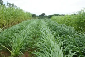 निराश्रित पशुओं के लिए चरागाहों की भूमि पर लगाई जाएगी नेपियर घास 