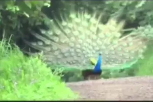 Bihar : वाल्मीकि टाइगर के जंगलों में दिखा मनमोहक दृश्य 