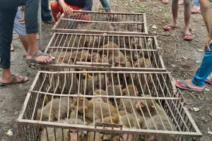 मथुरा की टीम ने पकड़े 151 बंदर