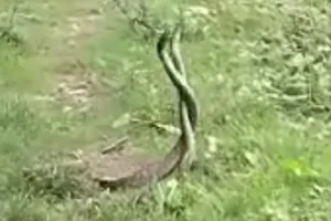 बिहार : नाग नागिन के प्रेम मिलन करते जोड़े को देखने उमड़ी लोगों की भीड़  