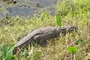 बिहार  : हमलाकर मगरमच्छ ने बकरी को बनाया शिकार मची अफरातफरी