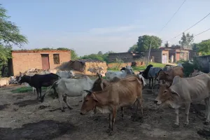 सड़कों पर बैठे मवेशी, हादसों का अंदेशा, जिम्मेदार नहीं दे रहे ध्यान