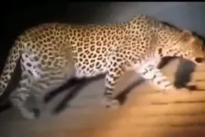 बगहा : वीटीआर में दिखा भ्रमण करते बाघ के साथ तेंदुआ की रोमांचकारी घटना कैमरे में हुआ कैद
