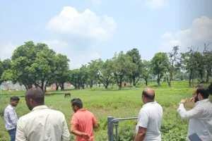 कुशीनगर : लावारिस खच्चर की खौफ से पडरौना शहर में मची दहशत