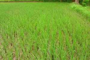 अयोध्या में हुई झमाझम बारिश फसल को मिली संजीवनी खुशी से झूम उठे किसान