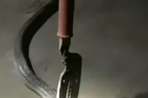 बगहा : बरसात के दिनों रिहायशी इलाकों में सांपो का निकलने का सिलसिला जारी