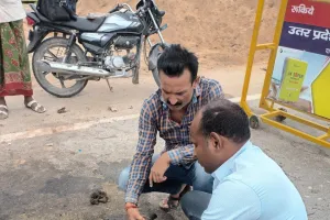 अज्ञात वाहन की टक्कर से आवारा मवेशी घायल