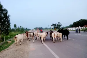 मिल्कीपुर: आवारा पशुओं से नहीं मिल रही निजात, राष्ट्रीय राजमार्ग पर वेशियों का रहता है जमवाड़ा