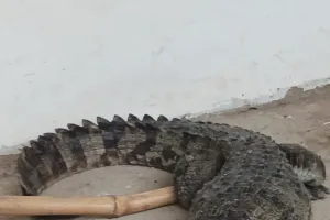 बगहा : घर मे मगरमच्छ को देख मचा अफरातफरी रेस्क्यू के बाद गंडक नदी में छोड़ा गया