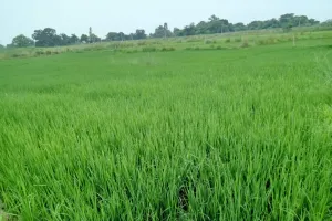 मिल्कीपुर: बारिश से खिले किसानों के चेहरे, फसलों को मिली संजीवनी