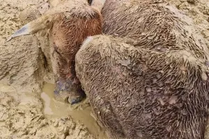 गोवंश आश्रय स्थलों’ की दुर्दशा देख कांप उठती है रूह
