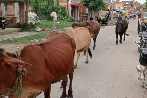 डीएम के आदेश का पालन नहीं कर रहे ग्राम प्रधान व सचिव