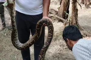 केले के खेत में निकला छह फिट का अजगर, दहशत 