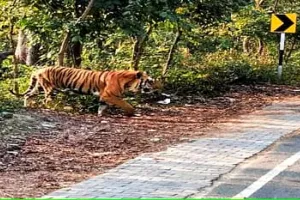 पीलीभीत कलीनगर बासखेड़ा गांव में बाघ की दहशत, रिसोर्ट के पास बछड़े को बनाया निवाला, खेत में मिले पगचिन्ह