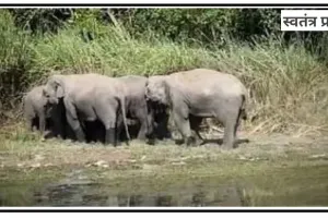 कुशीनगर : नेपाल से भारत में घुसा हाथियों का झुंड मचा रहे उत्पात