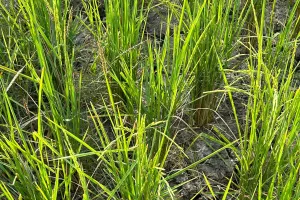 टेल तक पानी नही मिलने से क्षेत्र के किसान हुए लाचार 