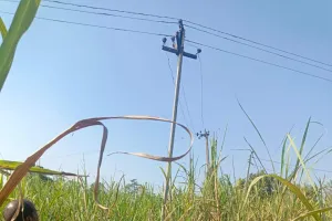 शार्टसर्किट से गन्ने की खड़ी फसल जलकर हुई राख किसान परेशान