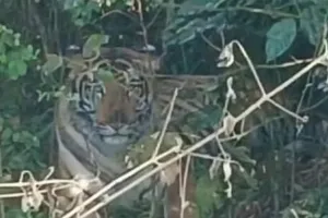 माधोटांडा क्षेत्र में दहशत बरकरार, अब पिपरिया संतोष के निकट पहुंचा बाघ