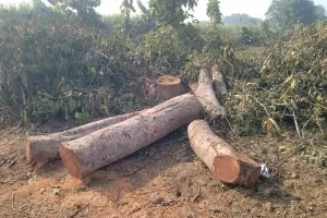 गोपलापुर में एक सप्ताह से अवैध हरे पेड़ों की कटान जारी, वन विभाग सदर कुंभकर्णी नींद में मस्त