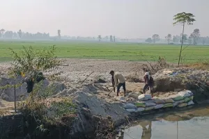 नहर कटने से सौ एकड़ गेहूं की फसल जलमग्न