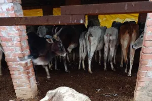 सरकार के दावों की पोल खोलता कोहड़िया  गौशाला ।