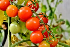 टमाटर की खेती ने बदली रवि के परिवार की जीवन शैली