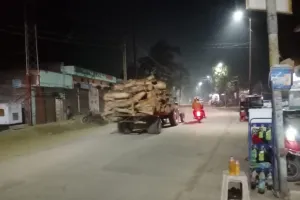 दिन के उजाले में कटाई, रात के अंधियारे में ढुलाई