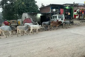 प्रशासन की उदासीनता के कारण छुट्टा पशु बन रहे हैं लोगों के लिए भारी समस्या।   