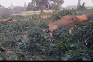 पुलिस और बन विभाग के संरछण में हरे पेड़ो की कटान तेज,योगी का मिशन हो रहा फेल