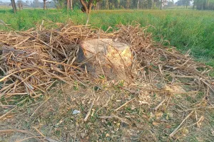 वन विभाग की मिलीभगत से लकडकट्टों ने बिना परमिट आम का पेड़ काट डाला 