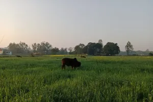 बंथरा नगर पंचायत कार्यालय के अधिकारियों व कर्मचारियों की लापरवाही से किसान परेशान