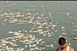 तालाब में जहर डाल मार दी मछलियां लाखों का नुकसान