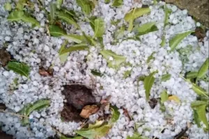 बारिश, ओलावृष्टि के साथ तेज हवा चलने से सरसों और गेहूं की फसल जमीन पर गिर गई,किसान परेशान 